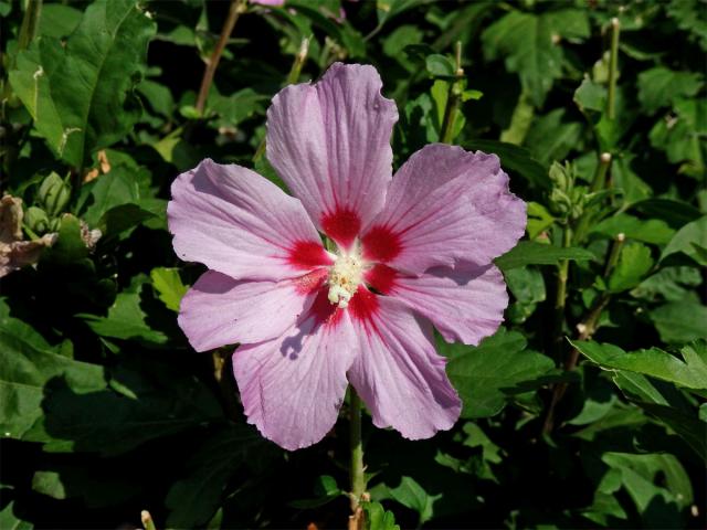 Ibišek syrský (Hibiscus syriacus L.) - sedmičetný květ
