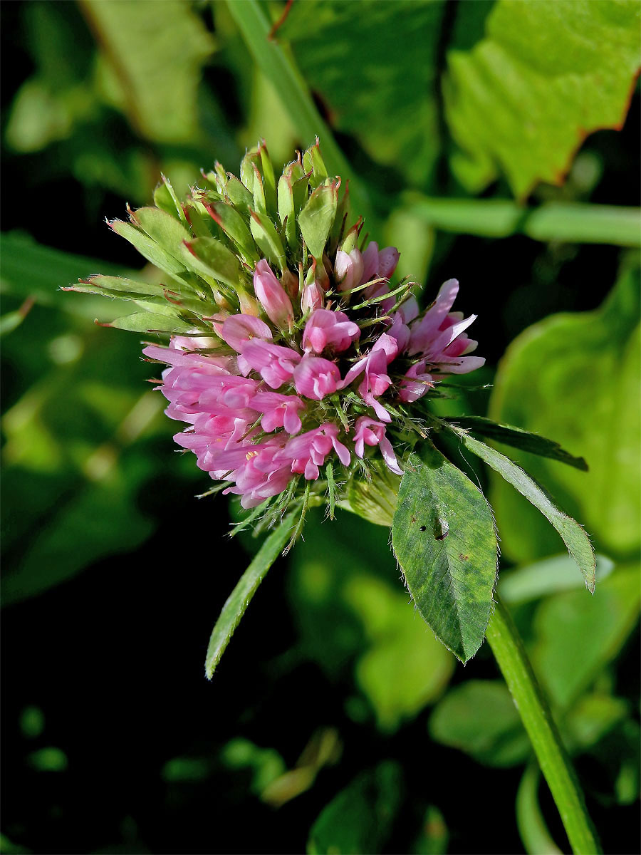 Jetal luční (Trifolium pratense L.) - proliferace (5)