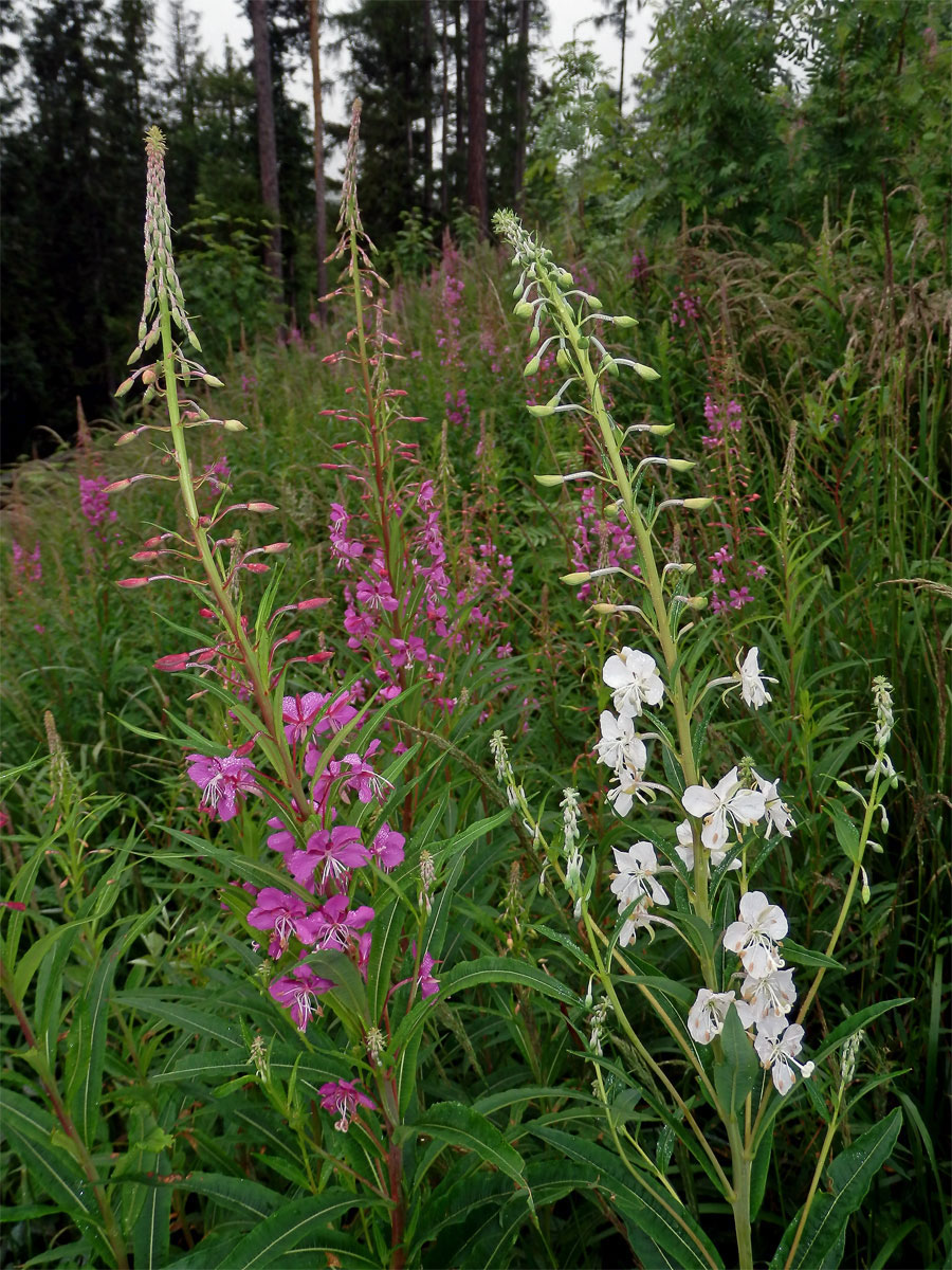 Vrbovka úzkolistá (Epilobium angustifolium L.) s bílými květy