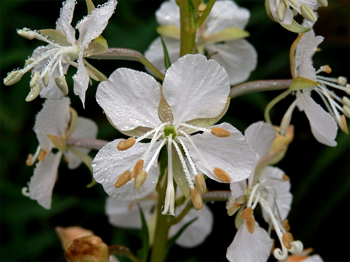 Vrbovka úzkolistá (Epilobium angustifolium L.) s bílými květy