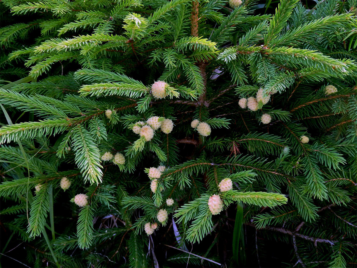 Hálky korovnice pupenové (Adelges lacricis), smrk ztepilý