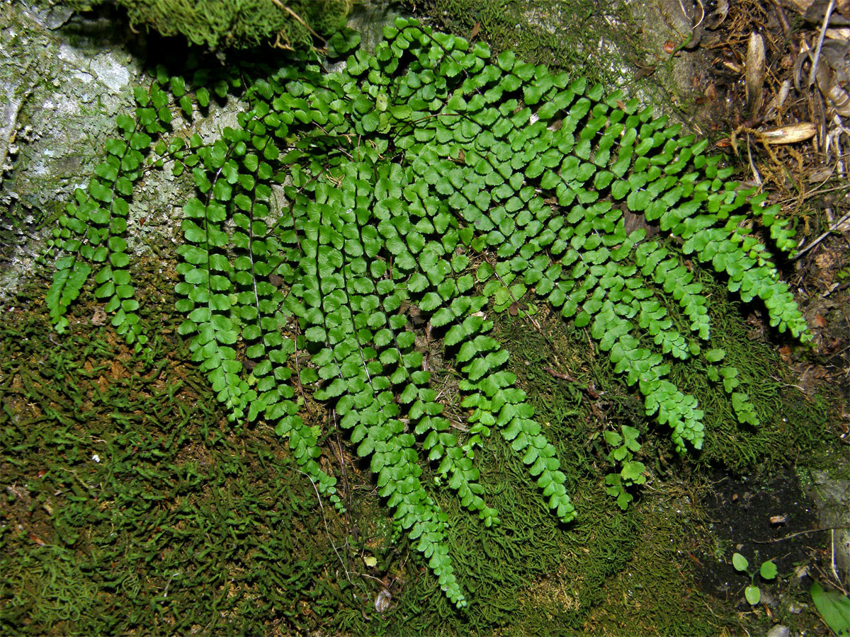 Sleziník červený (Asplenium trichomanes L.)