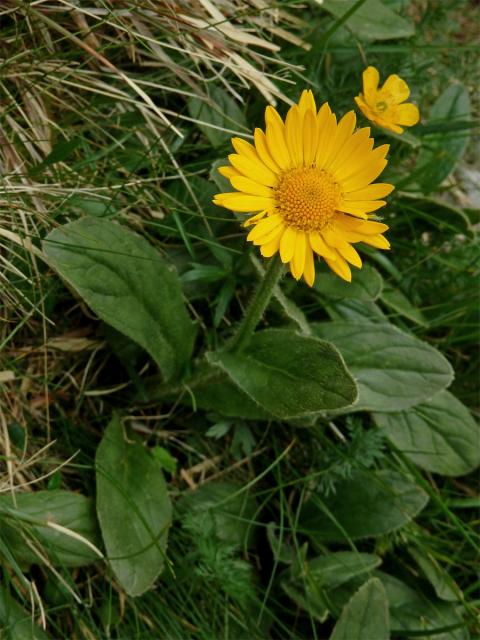 Kamzičník Clusiův (Doronicum clusii (All.) Tausch)