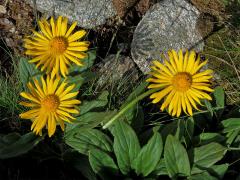 Kamzičník Clusiův (Doronicum clusii (All.) Tausch)