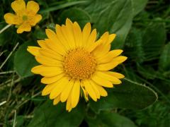 Kamzičník Clusiův (Doronicum clusii (All.) Tausch)