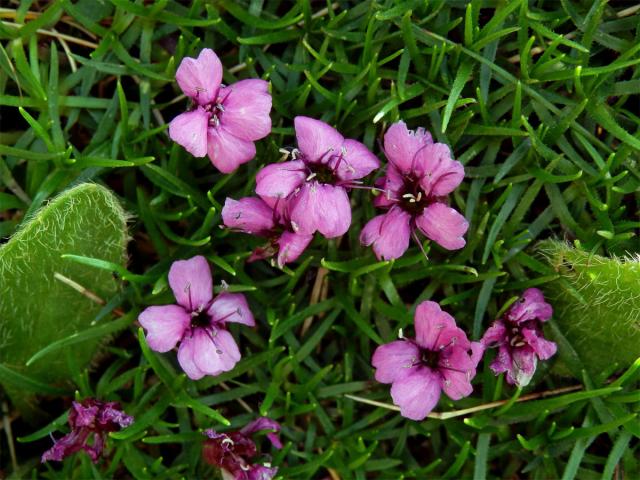 Silenka bezlodyžná (Silene acaulis L.)