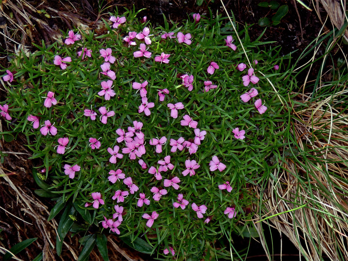 Silenka bezlodyžná (Silene acaulis L.)