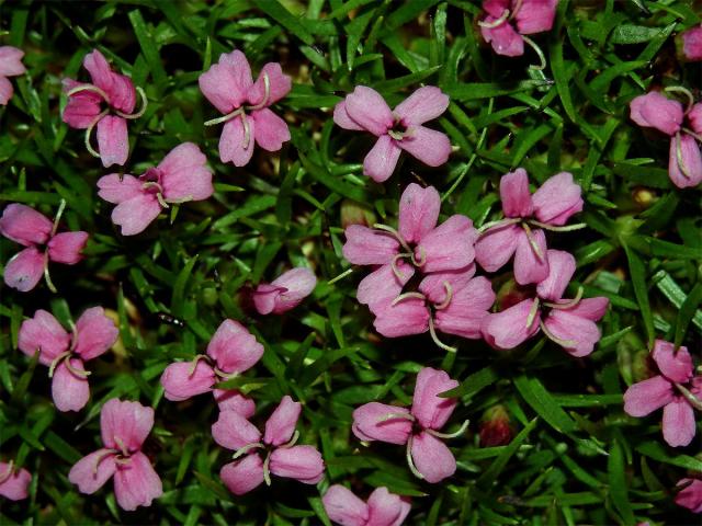 Silenka bezlodyžná (Silene acaulis L.)