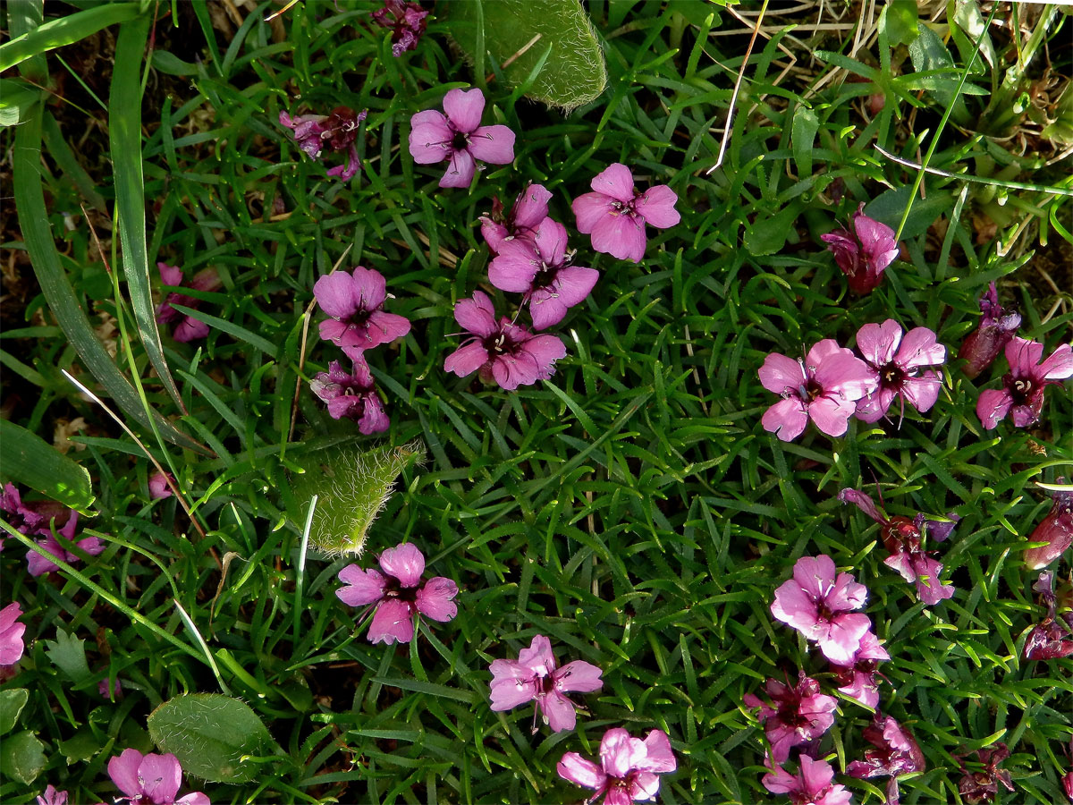 Silenka bezlodyžná (Silene acaulis L.)