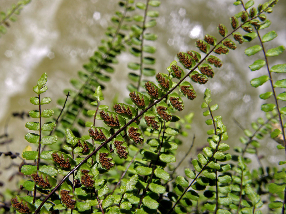 Sleziník červený (Asplenium trichomanes L.)