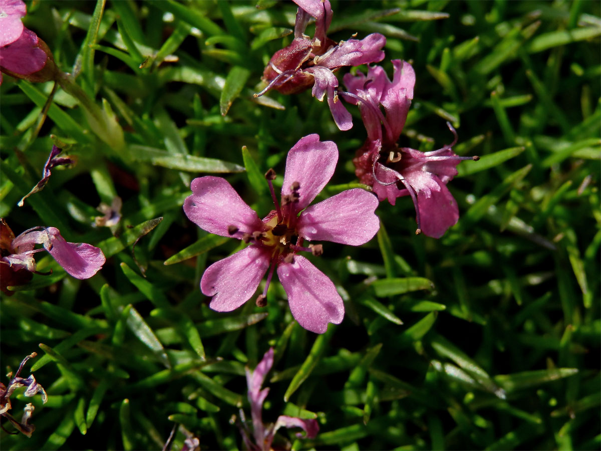 Silenka bezlodyžná (Silene acaulis L.)