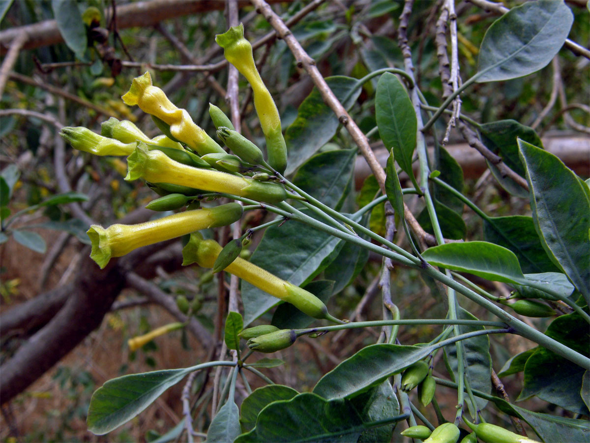 Tabák (Nicotiana glauca Graham)