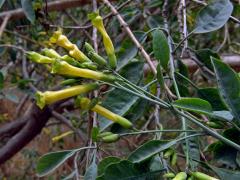 Tabák (Nicotiana glauca Graham)