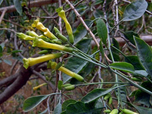 Tabák (Nicotiana glauca Graham)