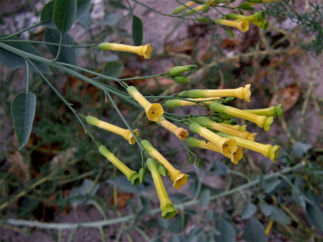 Tabák (Nicotiana glauca Graham)