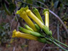 Tabák (Nicotiana glauca Graham)