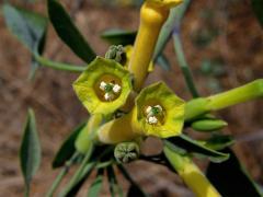 Tabák (Nicotiana glauca Graham)