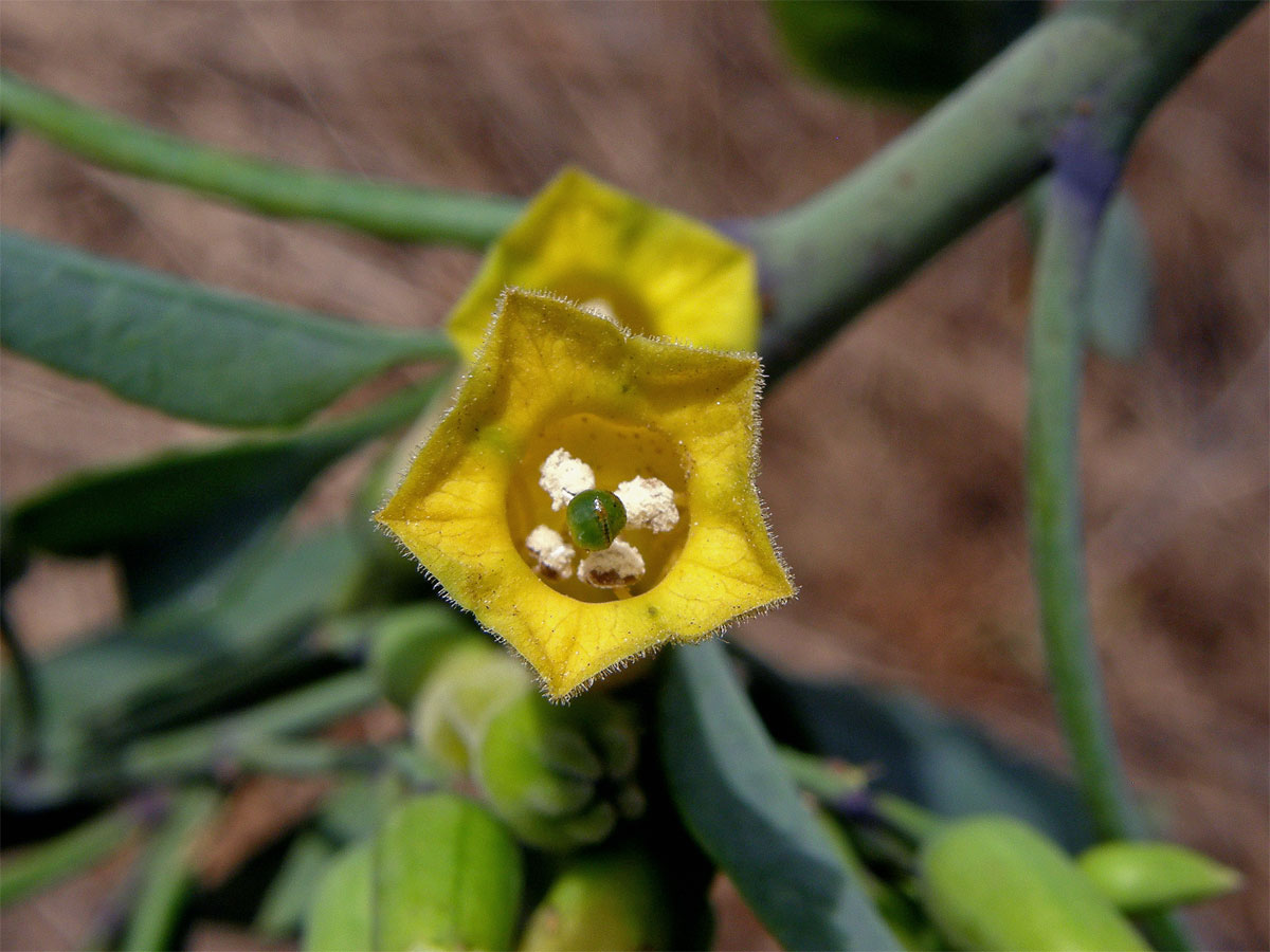 Tabák (Nicotiana glauca Graham)