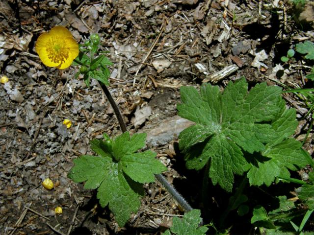 Pryskyřník kosmatý (Ranunculus lanuginosus L.)