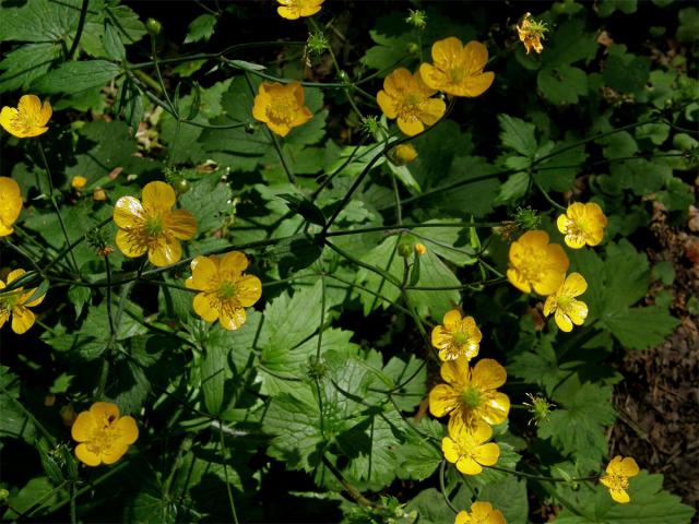 Pryskyřník kosmatý (Ranunculus lanuginosus L.)