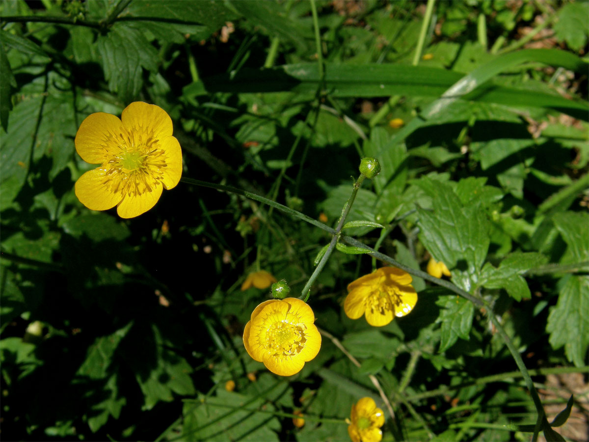 Pryskyřník kosmatý (Ranunculus lanuginosus L.)