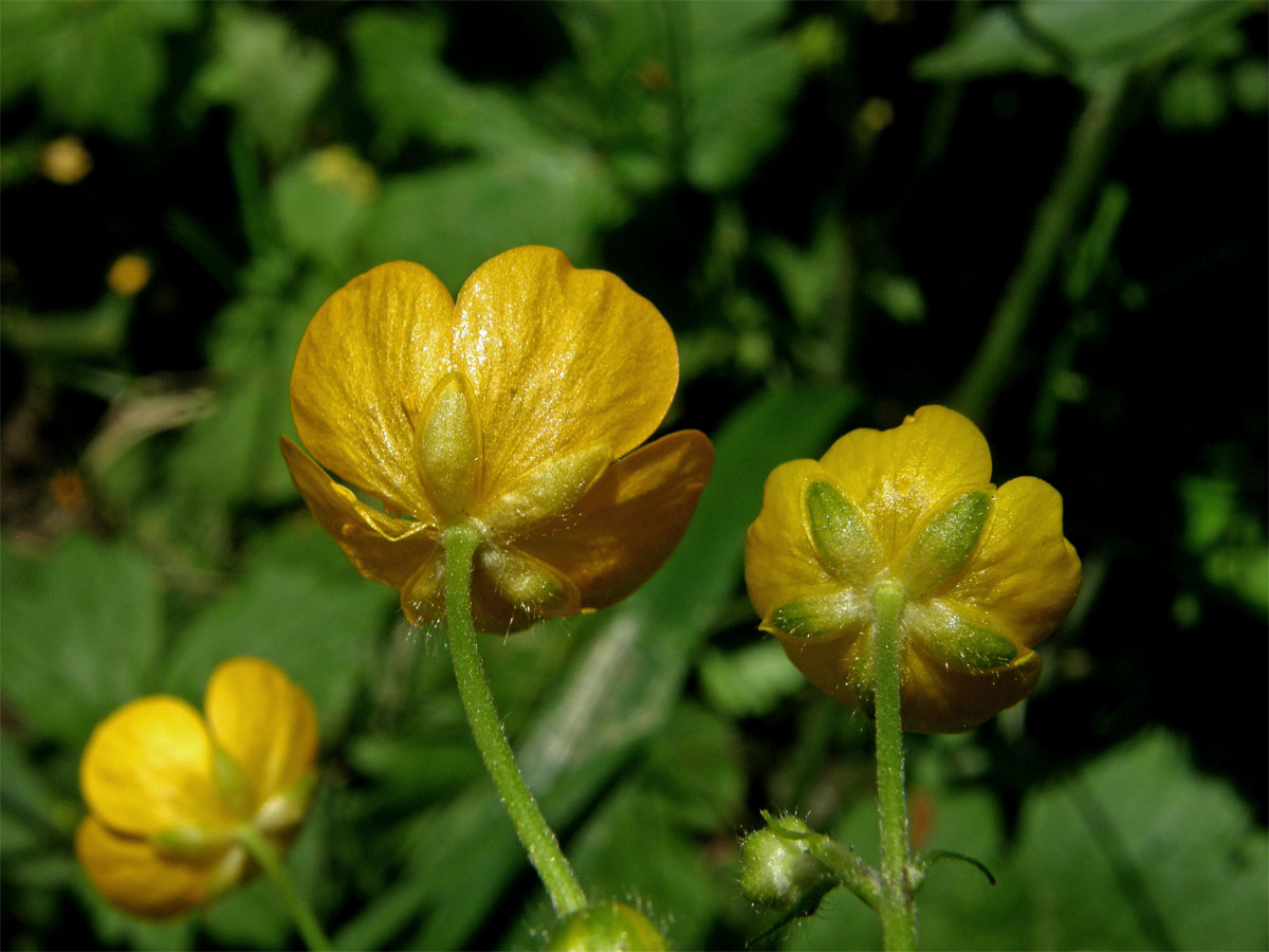 Pryskyřník kosmatý (Ranunculus lanuginosus L.)