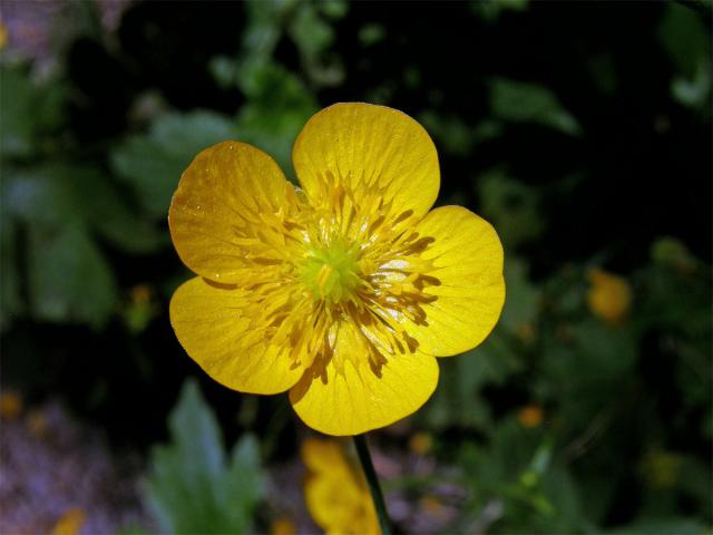 Pryskyřník kosmatý (Ranunculus lanuginosus L.)