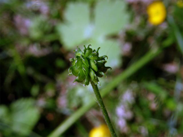 Pryskyřník kosmatý (Ranunculus lanuginosus L.)