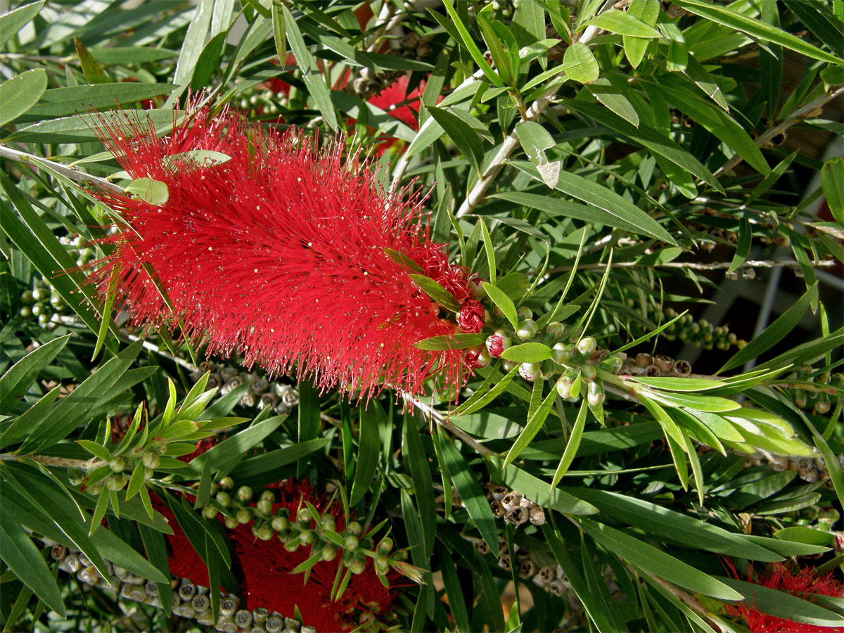 Štětkovec citrónový (Callistemon citrinus (Curtis) Skeel)