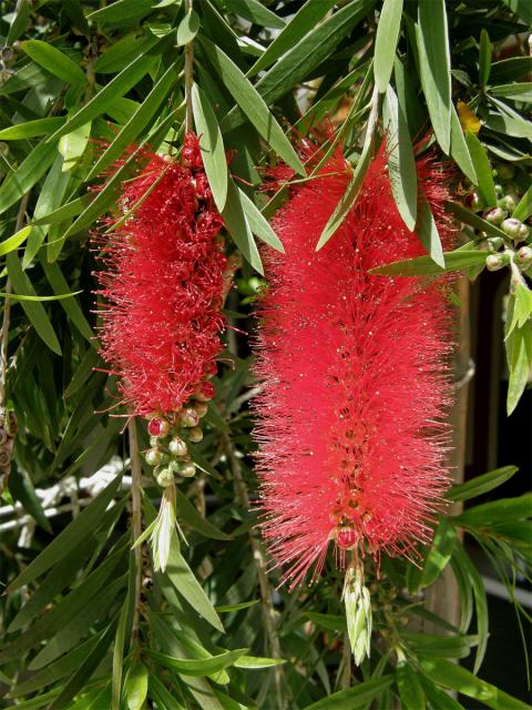 Štětkovec citrónový (Callistemon citrinus (Curtis) Skeel)