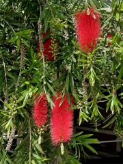 Štětkovec citrónový (Callistemon citrinus (Curtis) Skeel)