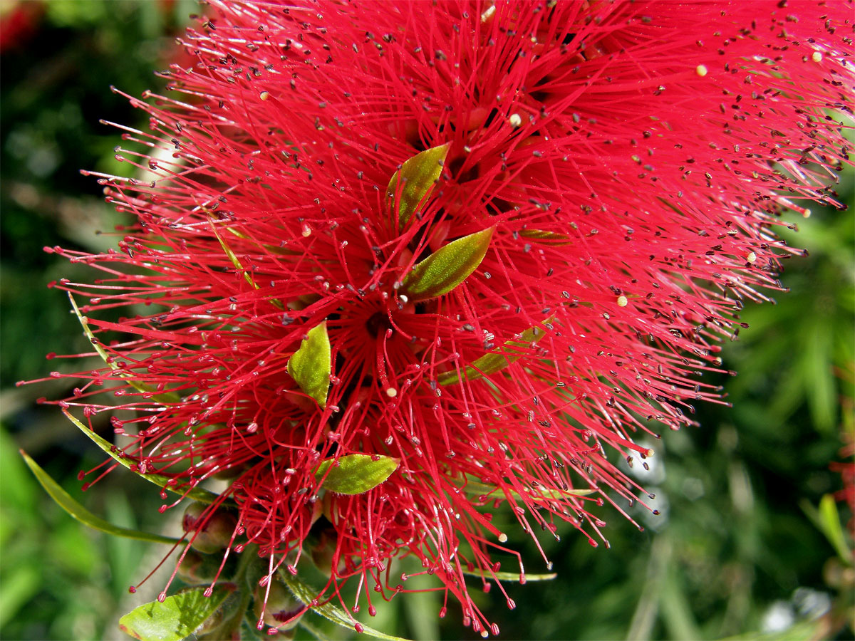 Štětkovec citrónový (Callistemon citrinus (Curtis) Skeel)