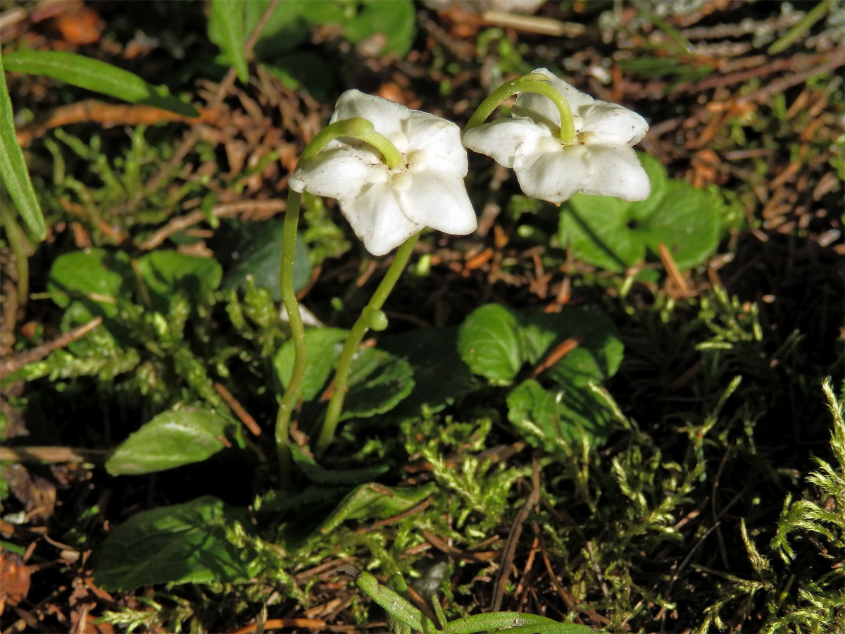 Jednokvítek velekvětý (Moneses uniflora (L.) A. Gray)