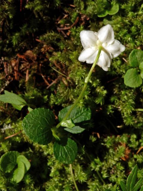 Jednokvítek velekvětý (Moneses uniflora (L.) A. Gray)