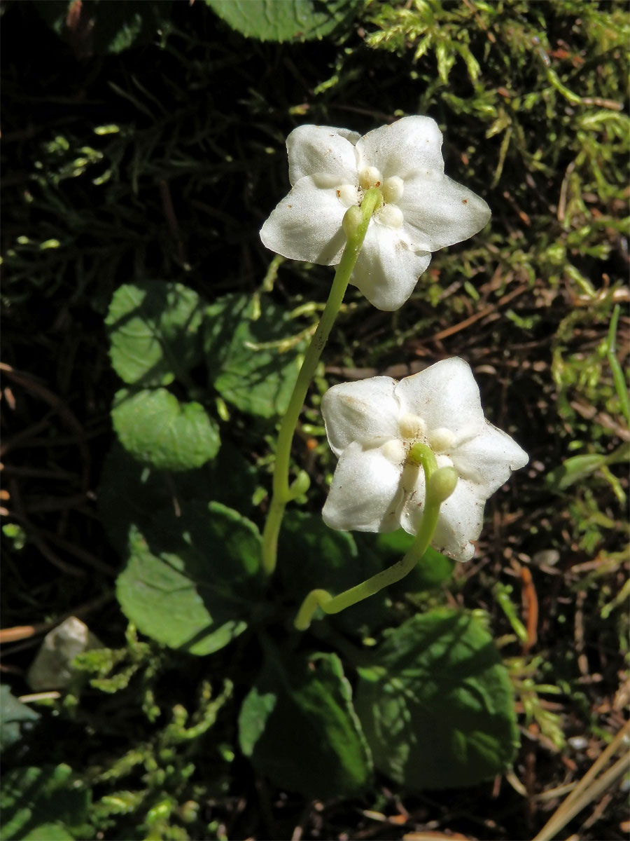 Jednokvítek velekvětý (Moneses uniflora (L.) A. Gray)