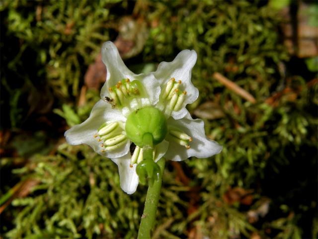 Jednokvítek velekvětý (Moneses uniflora (L.) A. Gray)