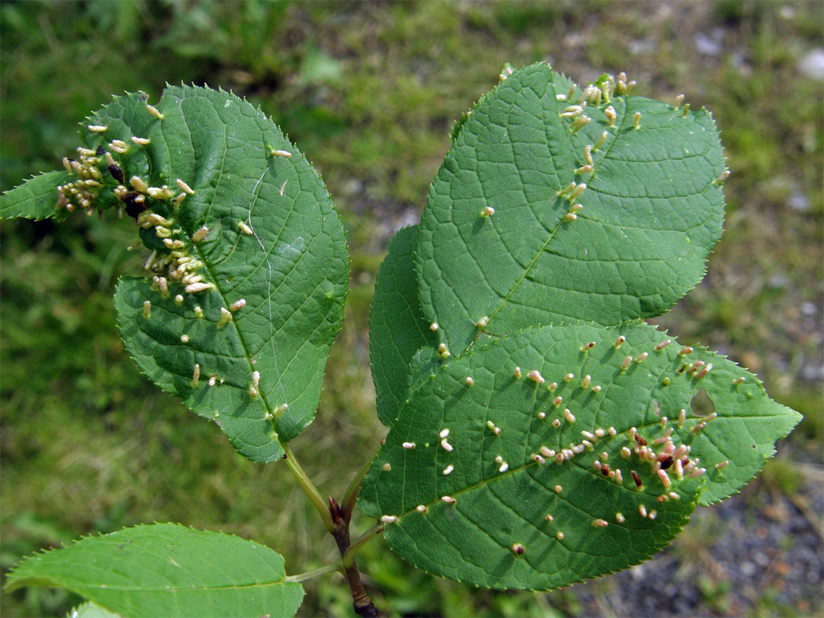 Hálky vlnovníka (Eriophyes paderinus); slivoň střemcha