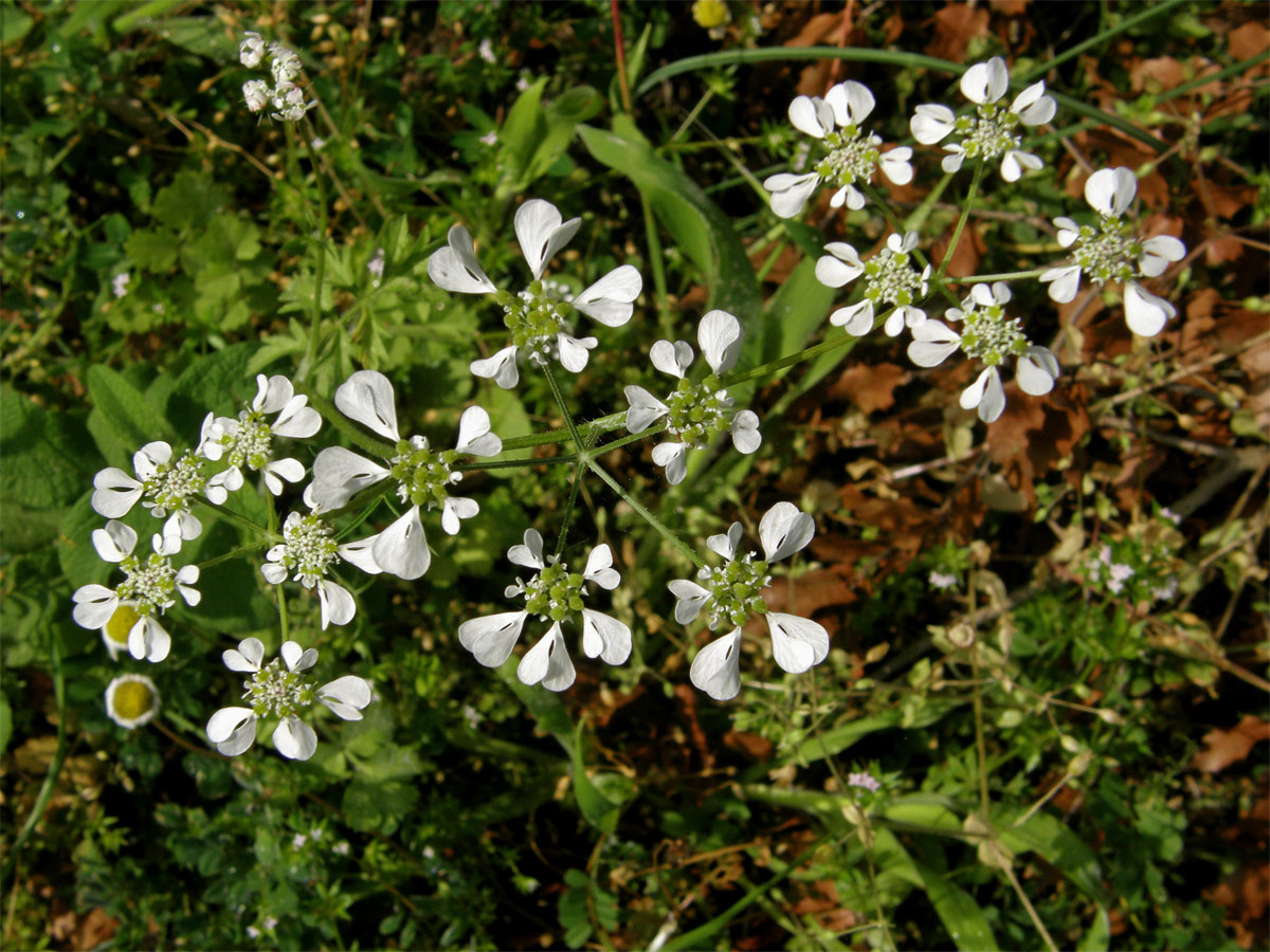 Zapalička apulijská (Tardylium apulum L.)