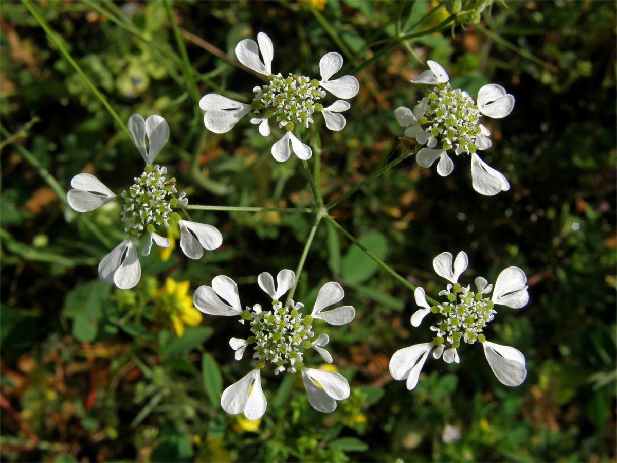 Zapalička apulijská (Tardylium apulum L.)