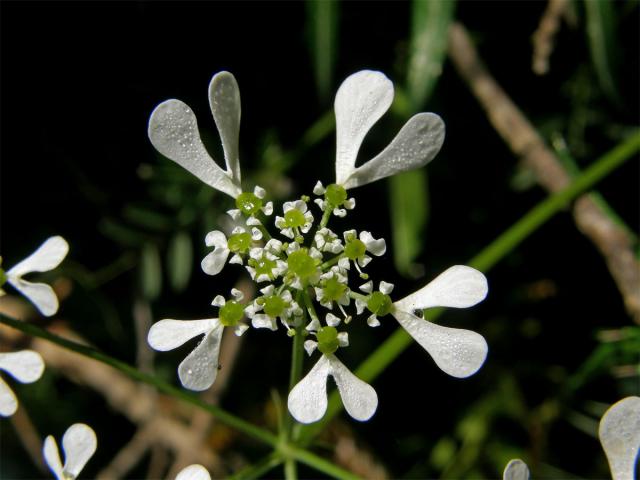 Zapalička apulijská (Tardylium apulum L.)