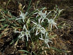 Lír pomořský (Pancratium angustifolium M. Roem.)