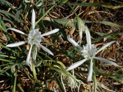 Lír pomořský (Pancratium angustifolium M. Roem.)