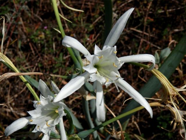 Lír pomořský (Pancratium angustifolium M. Roem.)