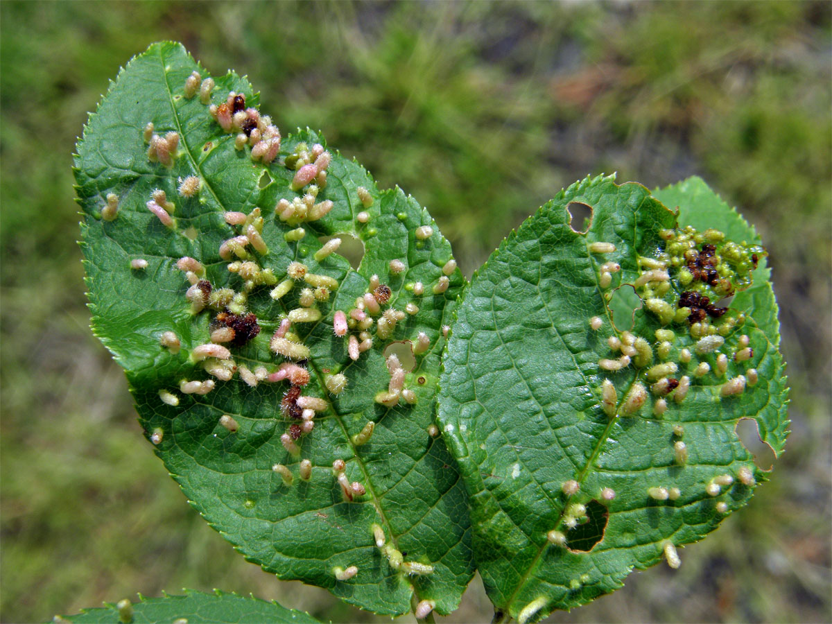 Hálky vlnovníka (Eriophyes paderinus); slivoň střemcha