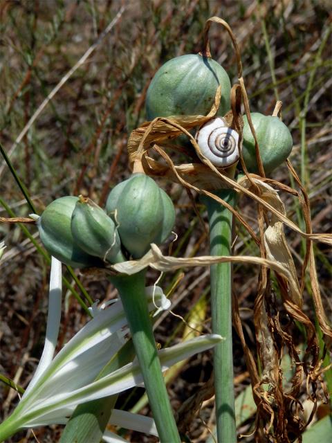 Lír pomořský (Pancratium angustifolium M. Roem.)