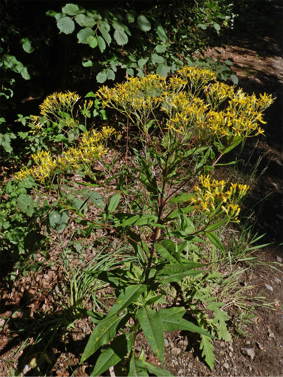 Starček Fuchsův (Senecio ovatus G., M. et Sch.) Wild.)