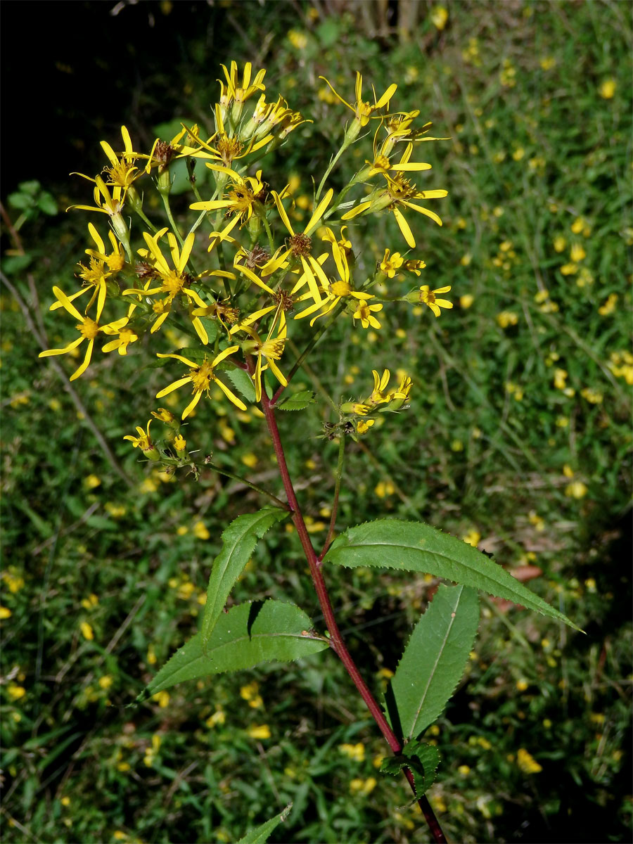 Starček Fuchsův (Senecio ovatus G., M. et Sch.) Wild.)