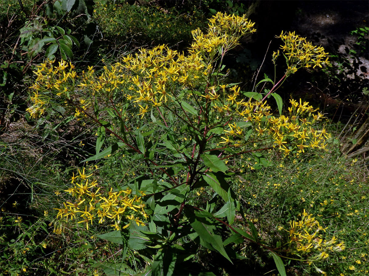 Starček Fuchsův (Senecio ovatus G., M. et Sch.) Wild.)