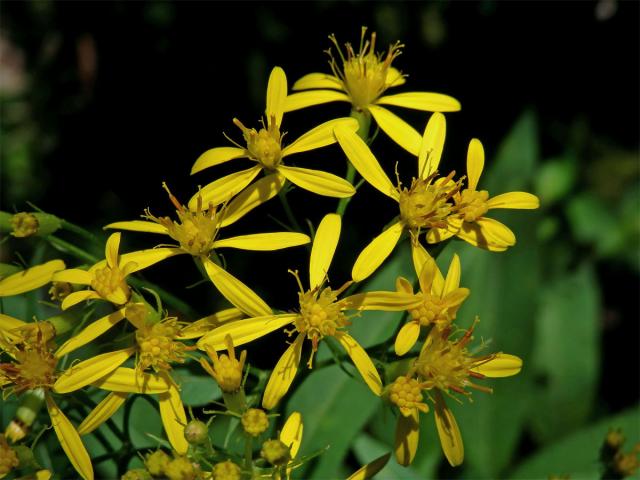 Starček Fuchsův (Senecio ovatus G., M. et Sch.) Wild.)