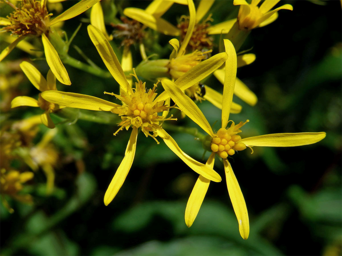 Starček Fuchsův (Senecio ovatus G., M. et Sch.) Wild.)